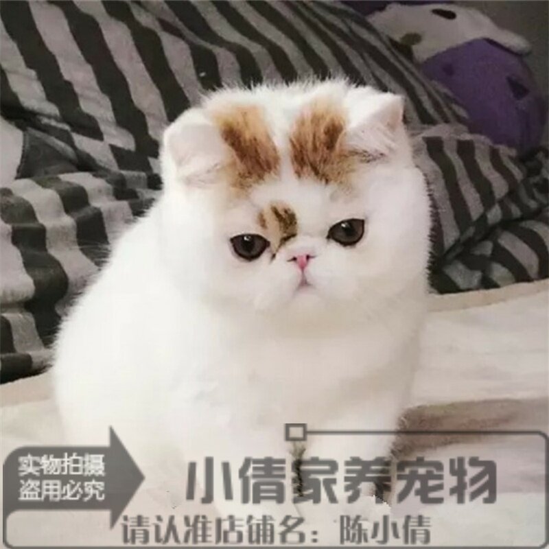 纯种加菲猫幼猫活体乳色加菲猫短毛猫活体猫异国短毛猫加菲猫h