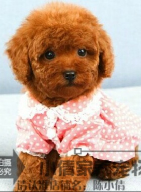 红色泰迪犬贵宾犬家庭犬幼犬萌可爱狗狗本地可上门看狗h