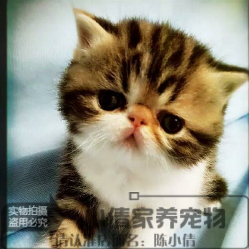 出售宠物猫活体大眼睛血统纯正