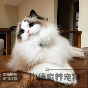 上海猫舍繁育美国布偶猫活体幼猫奶油色海豹色蓝眼布偶猫幼猫x