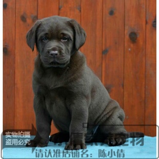 拉布拉多活体幼犬纯种宠物狗狗咖啡色直销外地发货支持支付宝h
