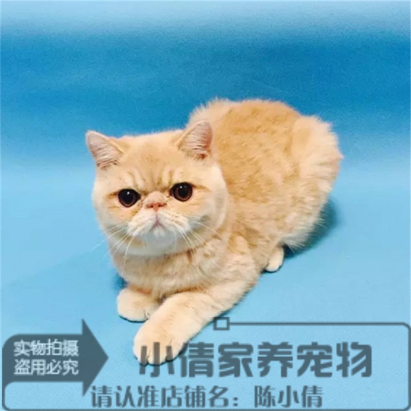 出售红虎斑黄白可上门异国短毛猫