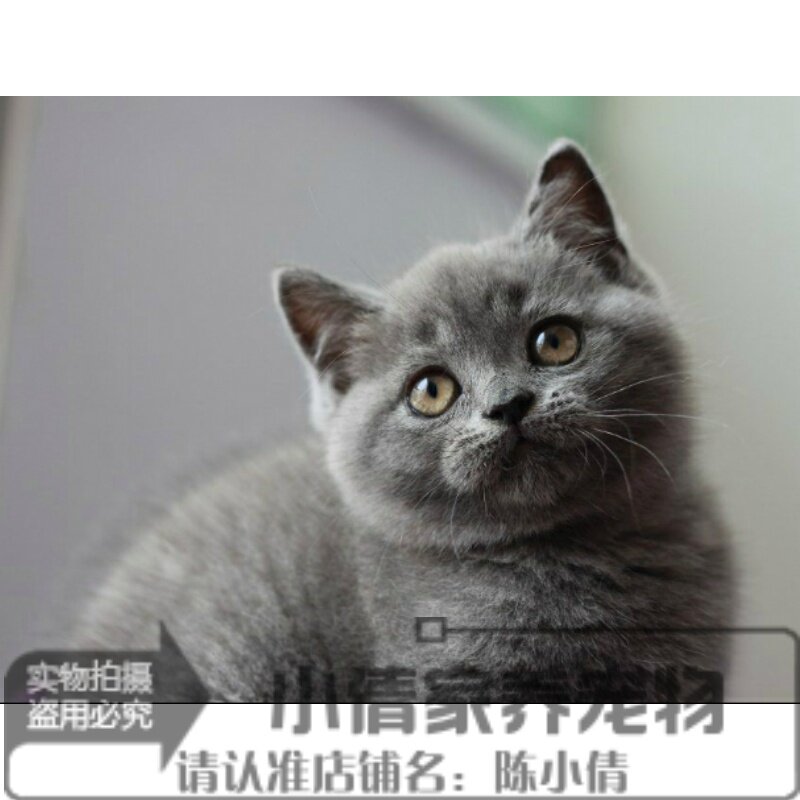出售蓝猫宠物猫英国短毛猫英短蓝猫立耳活体幼猫纯种蓝猫短毛猫h