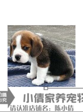 纯种活体大耳朵比格犬