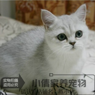 赛级纯种英国短毛猫幼猫cfa猫舍英短银渐层幼猫宠物活体猫咪h