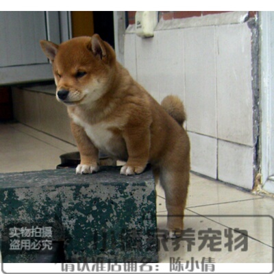 纯种小孩日本柴犬全国发货