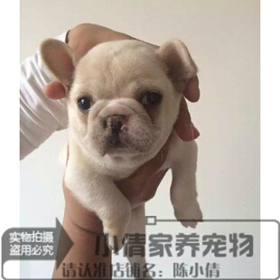 纯种法国斗牛犬幼犬法斗狗狗奶白色奶油公母都有奶油色血统纯正h