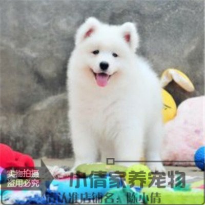 小狗出售活体萨摩耶幼犬