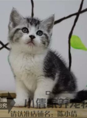 出售活体银虎斑美国短毛猫