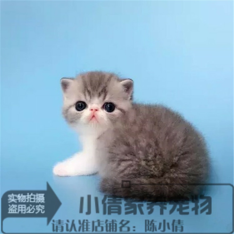 活体纯种幼崽异国短毛猫