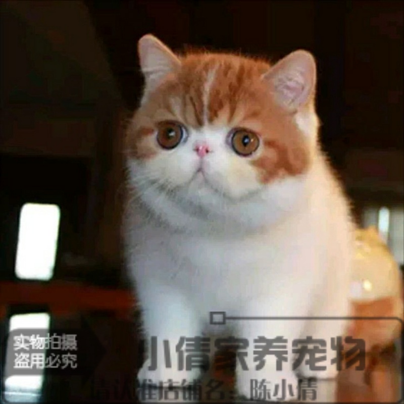 出售纯种红虎斑活体异国短毛猫