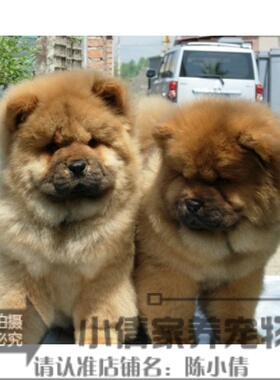 本地家养纯种血统松狮犬家养宠物犬品质保证活体幼犬宠物狗狗h