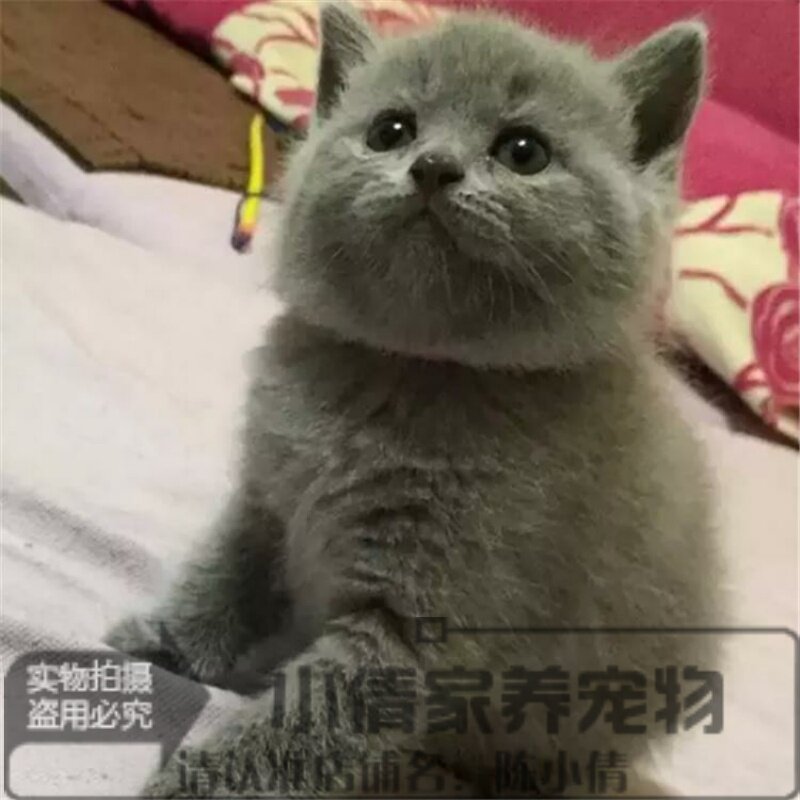 出售蓝猫宠物猫英国短毛猫英短蓝猫折耳活体幼猫纯种蓝猫短毛猫h