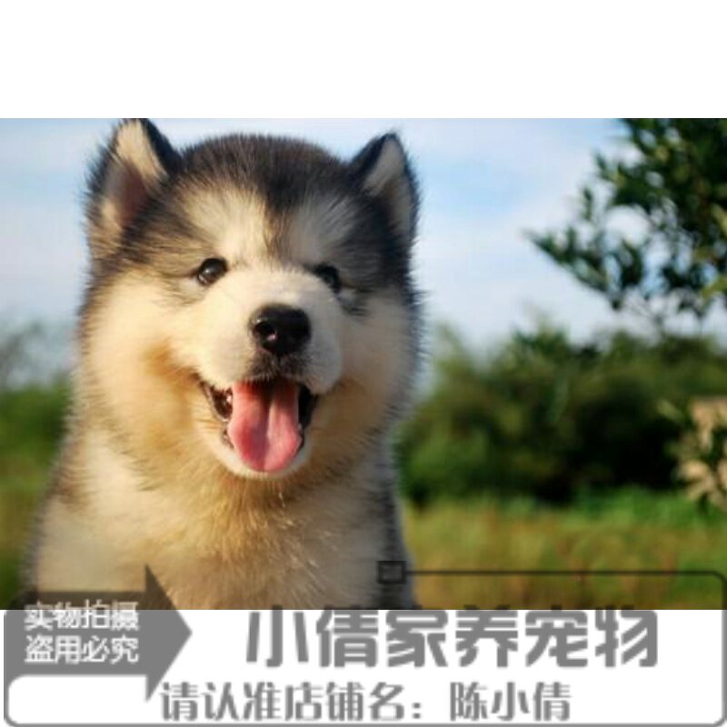 出售灰色桃脸阿拉斯加雪橇犬幼犬活体巨型宠物狗双血统全国发货h