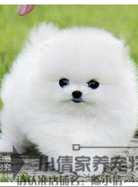 纯白色博美犬纯种茶杯博美日本俊介袖珍球体博美幼犬狗70h