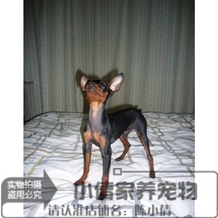 家养活体自家纯种小鹿幼犬|鹿娃娃犬迷你杜宾犬3个月h