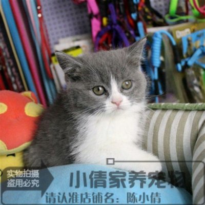 出售立耳蓝白活体英国短毛猫