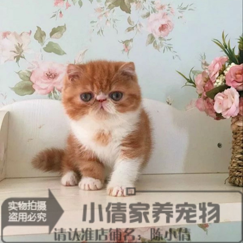 加菲猫幼猫活体纯种红虎斑异国短毛猫宠物小猫咪波斯猫布偶猫x-封面