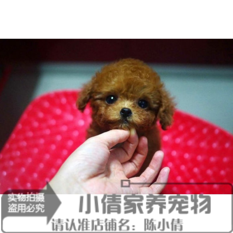 纯种泰迪犬幼犬贵宾狗狗赛级紫红色茶杯小体贵宾泰迪犬活体家养x 宠物/宠物食品及用品 狗狗 原图主图