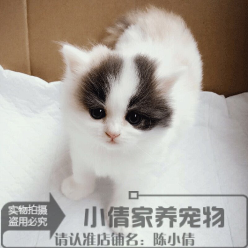 家养三花高地宠物猫长毛猫宠物猫