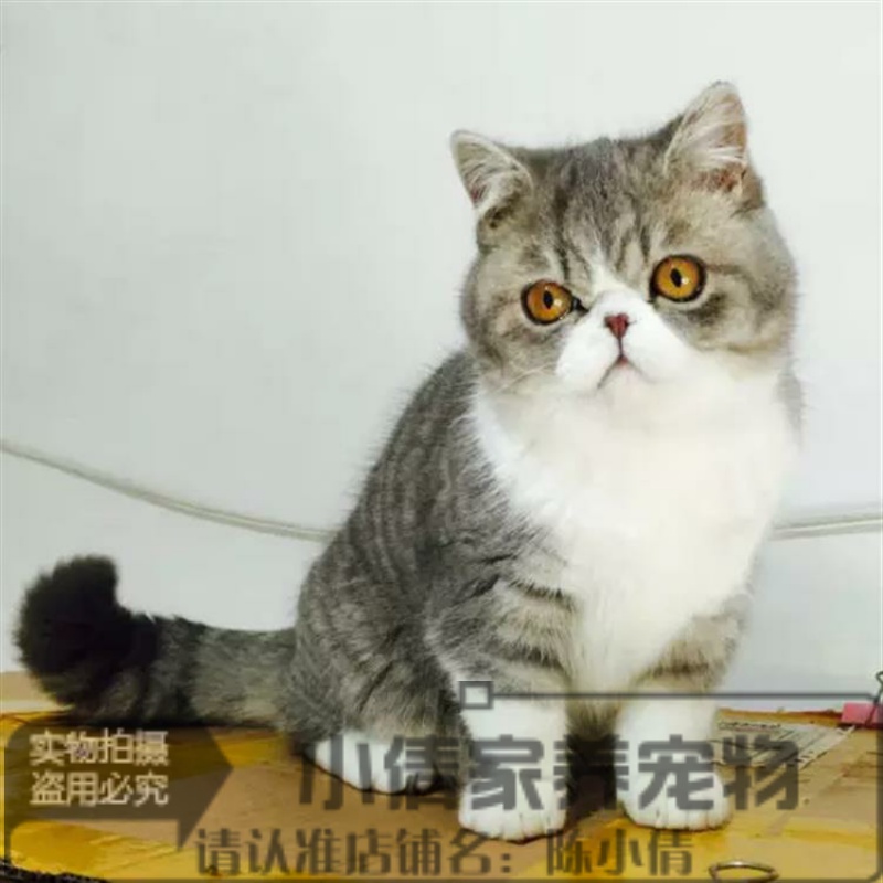 猫舍出售纯种异国短毛猫加菲猫幼猫活体宠物猫加菲幼猫咖啡猫x 宠物/宠物食品及用品 猫咪 原图主图