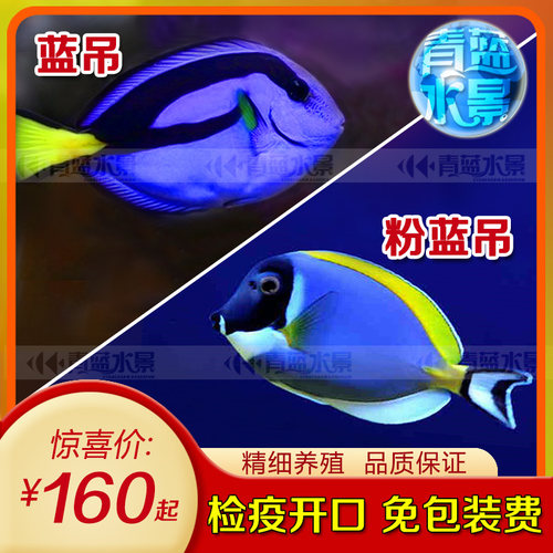 海鱼观赏鱼海水价格 海鱼观赏鱼海水图片 星期三