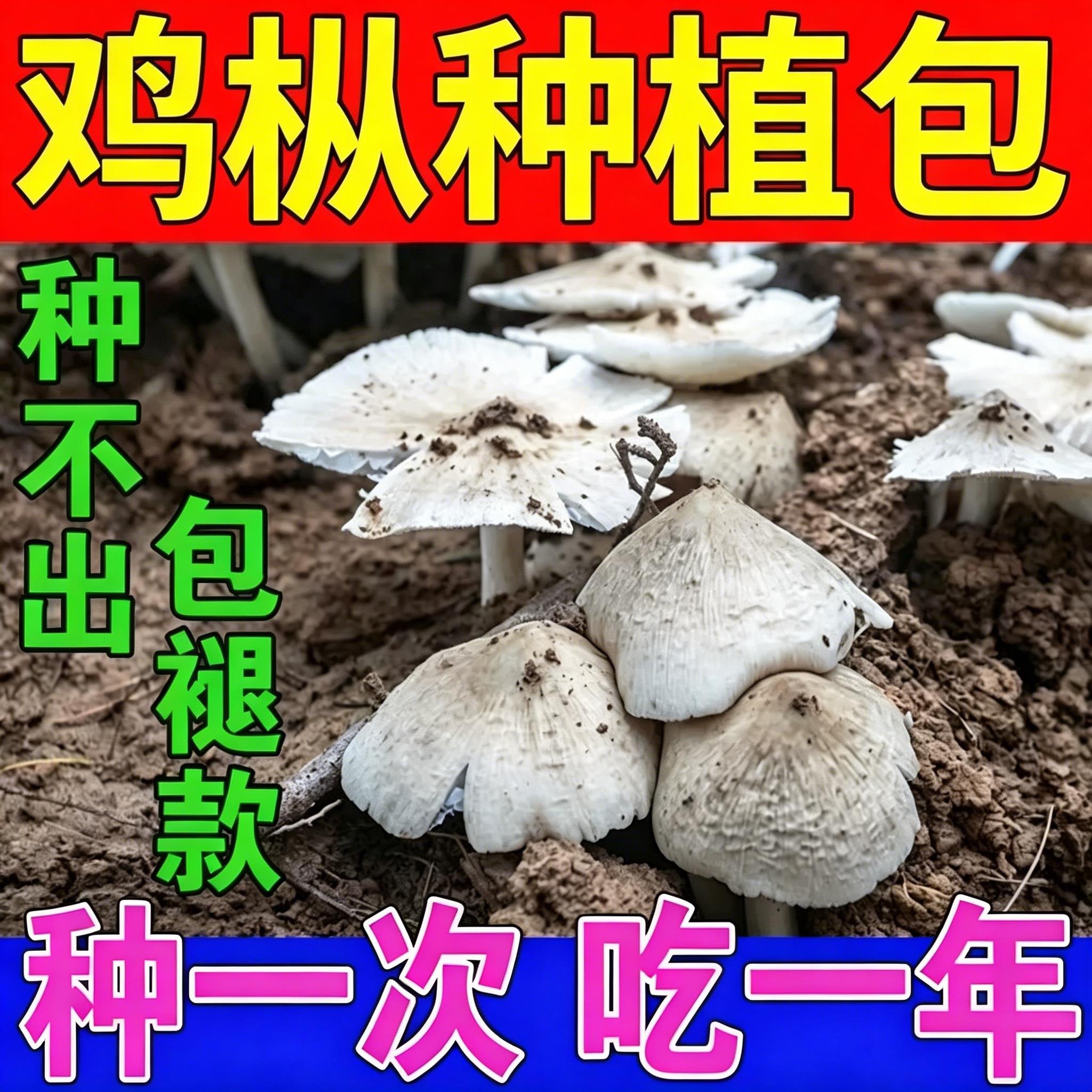 鸡枞种植包蘑菇菌包家种懒人自种菌菇包黑皮鸡枞菇趣味种植可食用