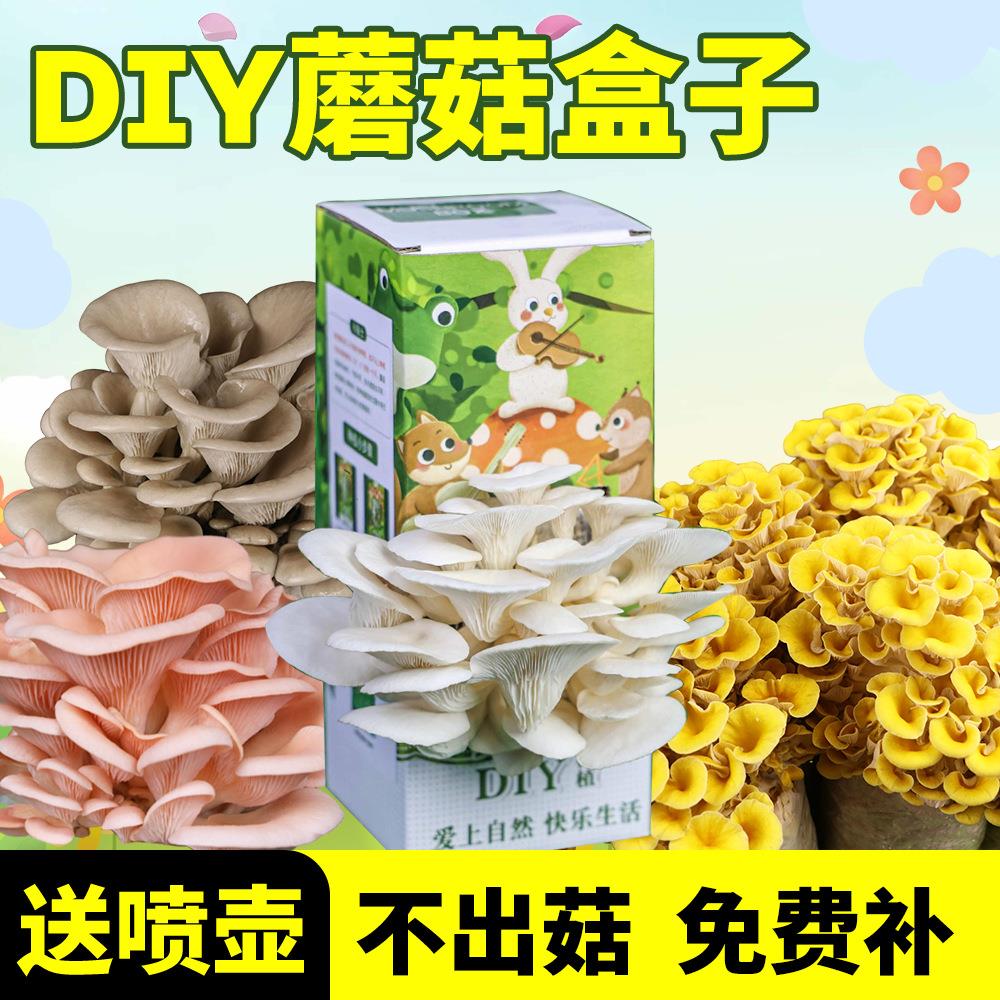 2026新款蘑菇盒子儿童趣味盆栽蘑菇种植包家用阳台自己种菌包
