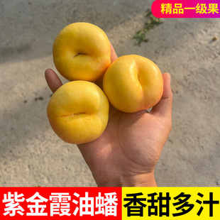 尝鲜蒙阴露天头茬紫金紫霞黄油蟠桃新鲜水果当季现摘现发软甜爆汁