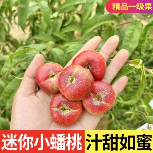 沂蒙山纽扣小油蟠桃迷你桃6-6