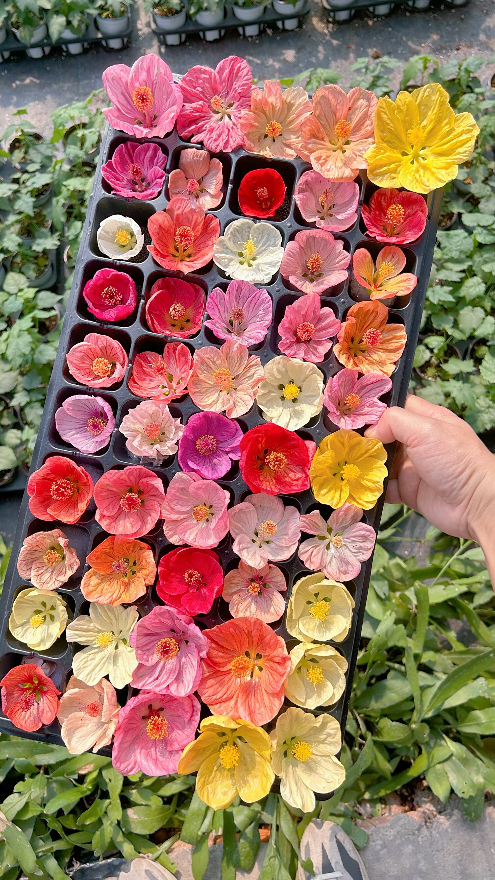 日本风铃苘麻植物宿根花卉阳台