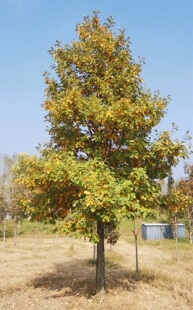 白橡树苗夏栎北美进口绿化工程造林小叶耐寒彩叶树种庭院花卉