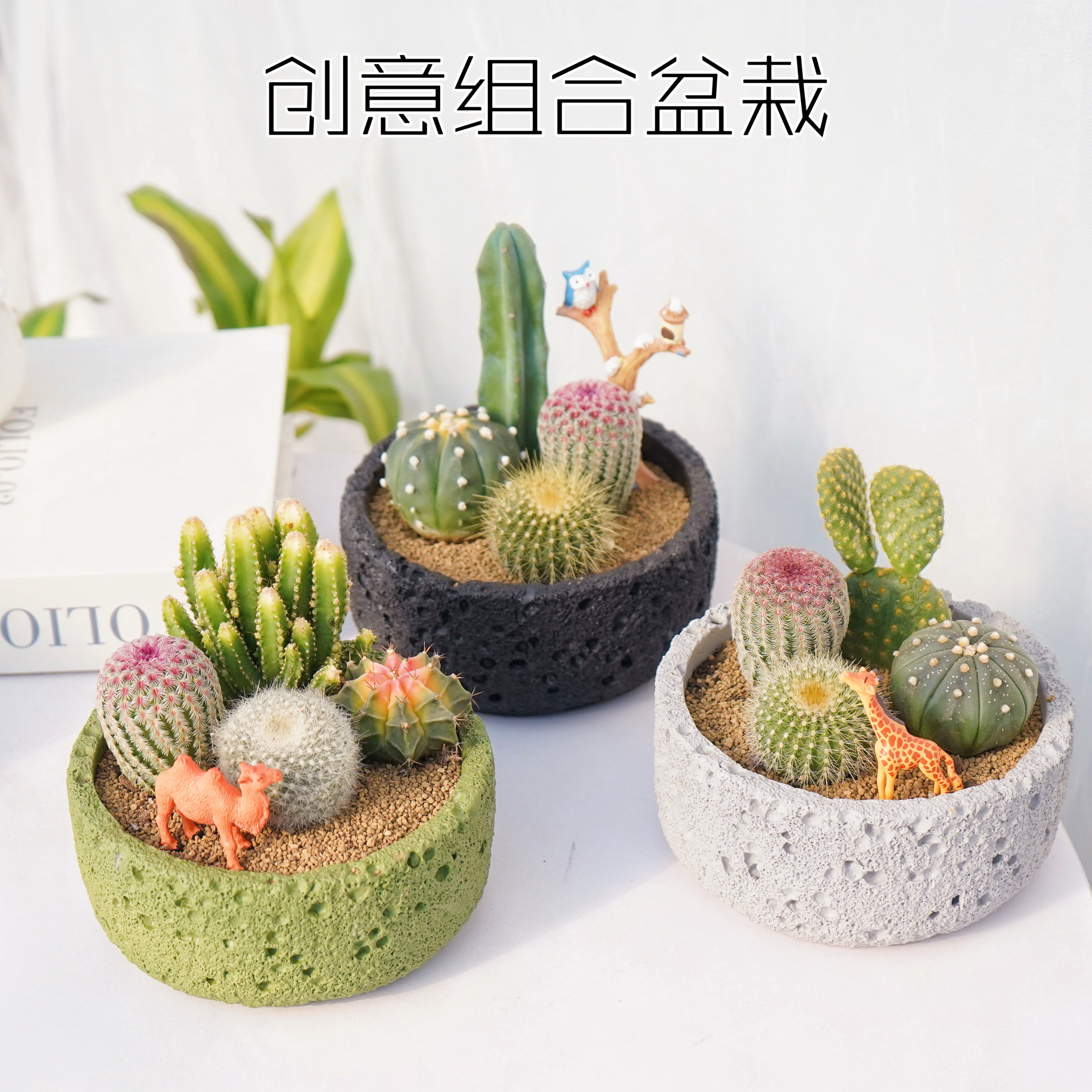 仙人掌多肉植物室内盆栽办公室桌面仙人球绿植创意礼物生日送礼