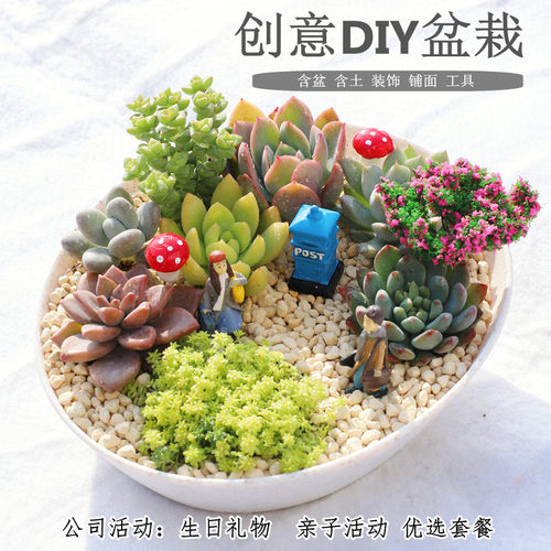 多肉植物组合盆栽套餐多肉DIY微景观防辐射含盆含土室内绿植包邮