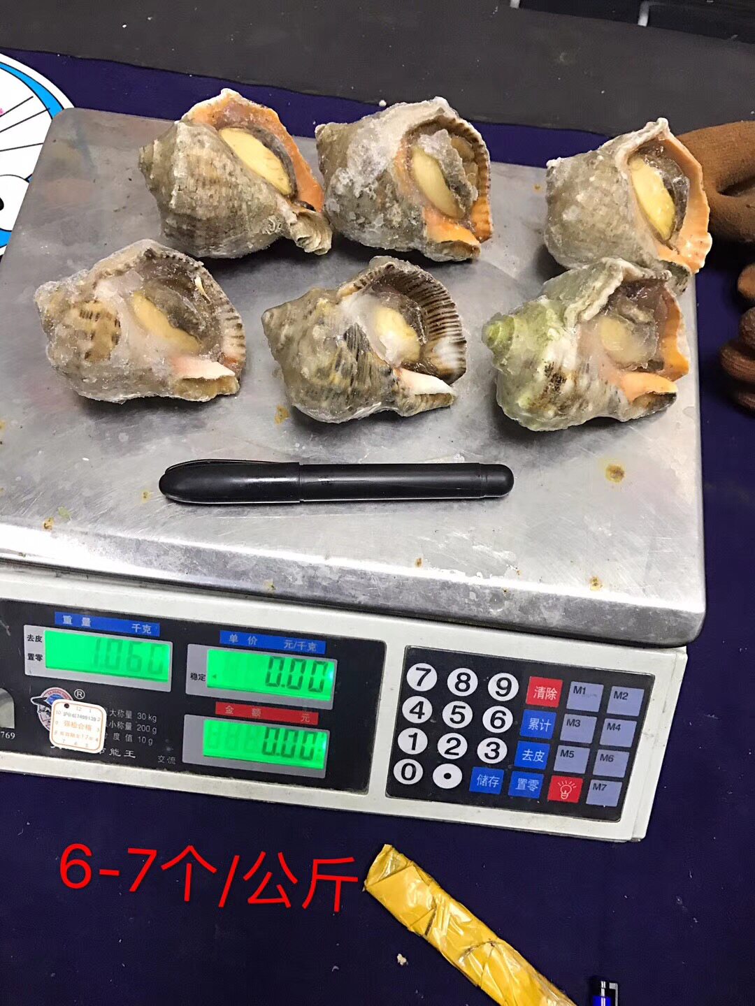 新鲜活冻大海螺 冷冻海螺1件50斤1公斤6-7个