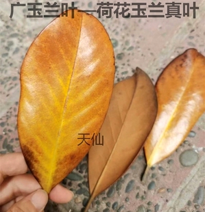 广玉兰叶子天然真树叶荷花装饰布景摄影道具干树落叶diy手工材料