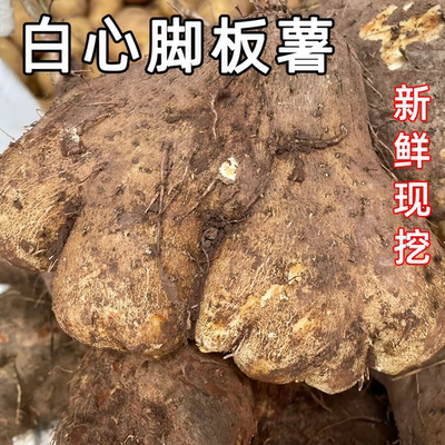 四川白心脚板薯大薯白薯切苕牛心苕毛薯板栗薯糯白心紫皮紫心板薯