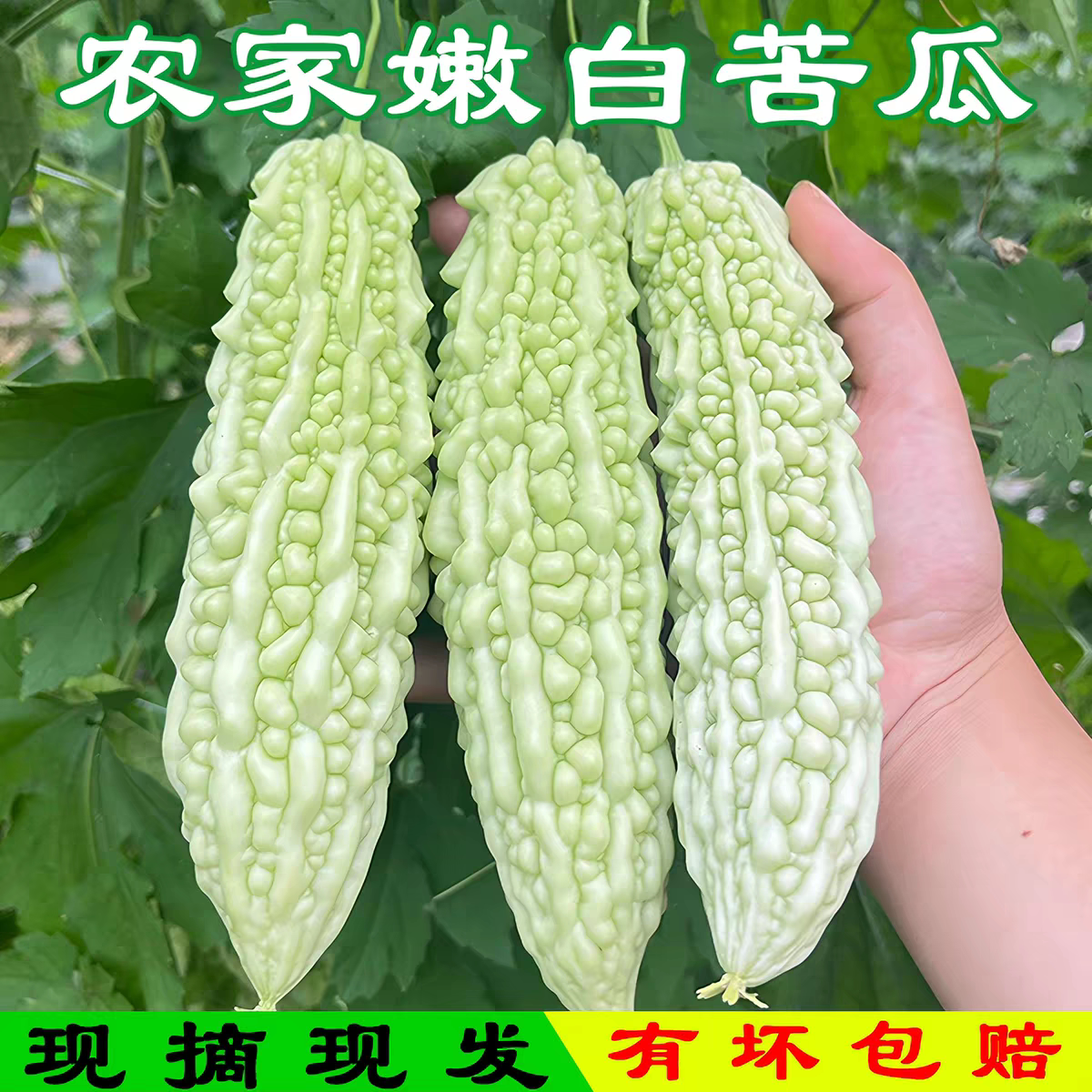 白苦瓜新鲜蔬菜白苦瓜现摘新鲜蔬菜白苦瓜农家自种白苦瓜老品种