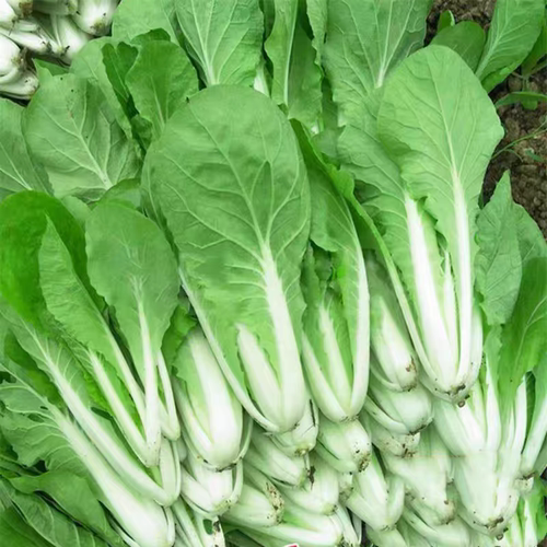小白菜新鲜杭白菜火锅小青菜蔬菜油白菜白菜秧农家肥大叶菜包邮