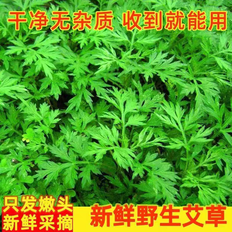 艾草新鲜艾叶食用野长青团清明山野菜香艾蕲泡脚泡澡糍粑青团艾叶