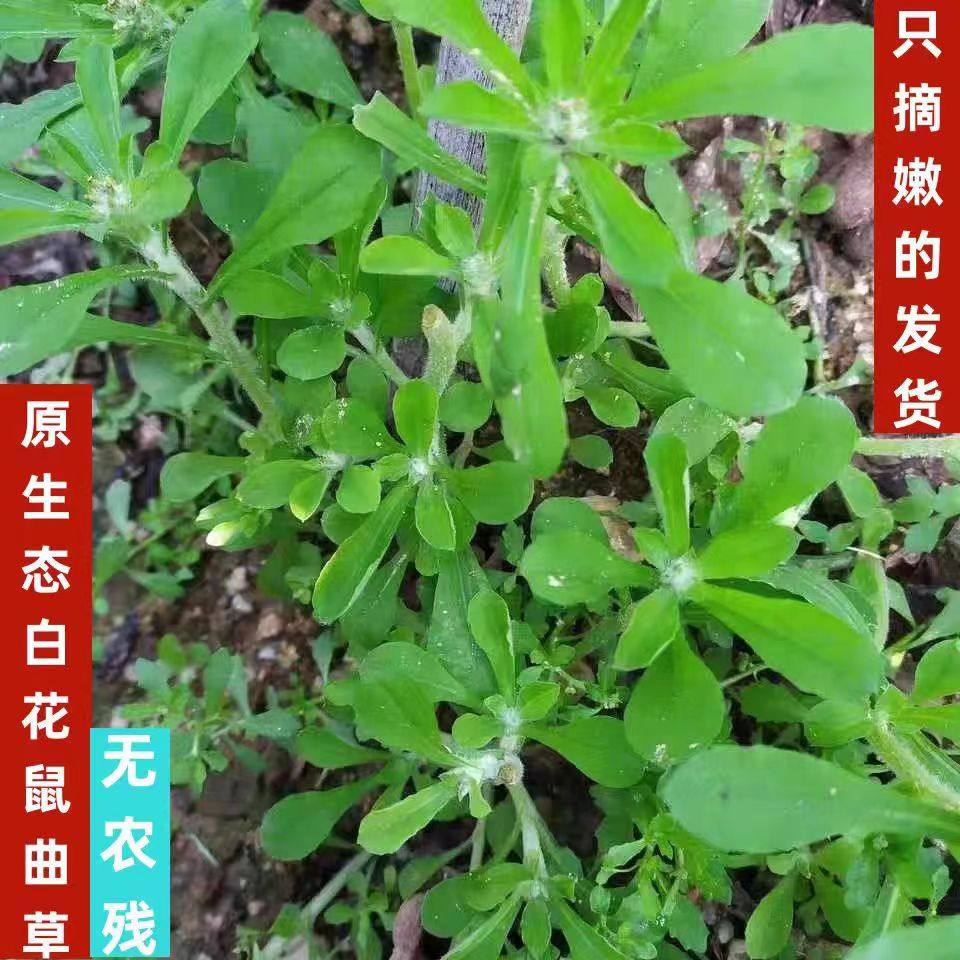 清明菜新鲜野生喜菊子青团艾粑佛耳菜棉花菜绒毛草面蒿500g鼠曲草