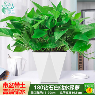 180大盆钻石白盆绿萝
