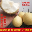 正宗山西贡梨现摘新鲜水果10斤梨子整箱产地直发糖梨 冰糖蜜梨 包邮