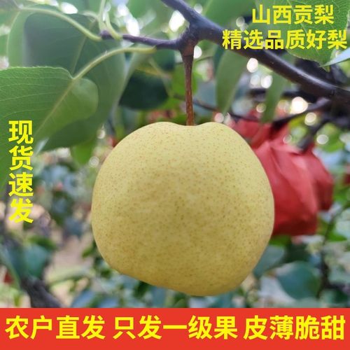 山西祁县酥梨现摘皮薄无渣多汁