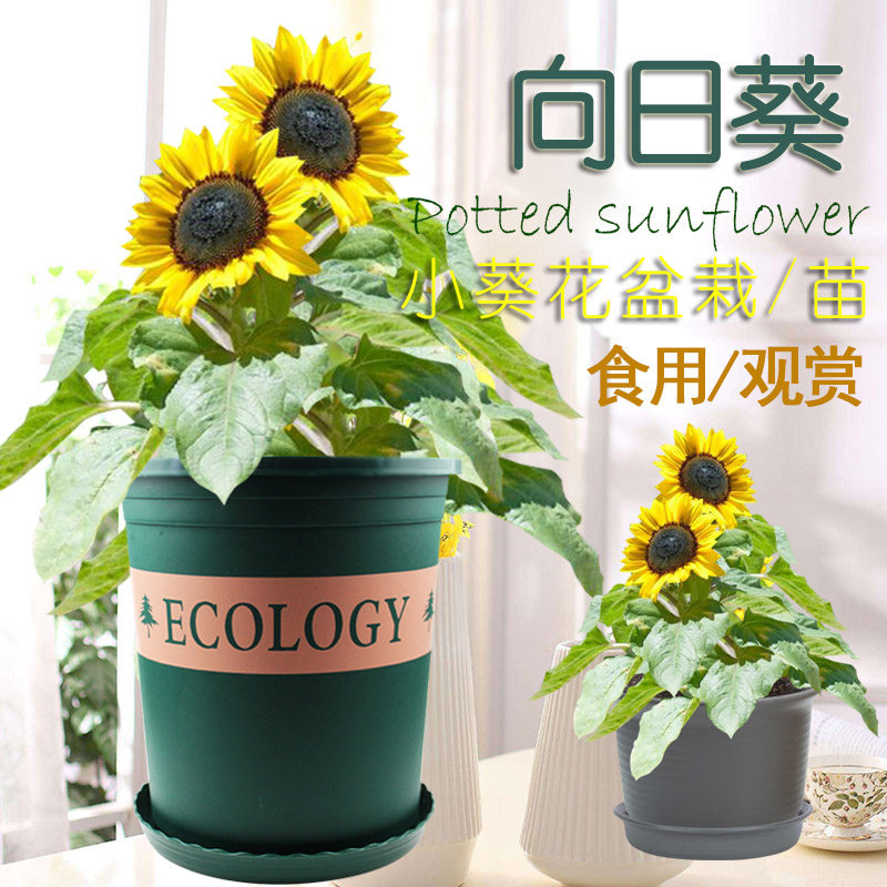 观赏向日葵苗带根盆栽活苗幼苗室外光辉岁月高杆矮小葵花种孑种籽