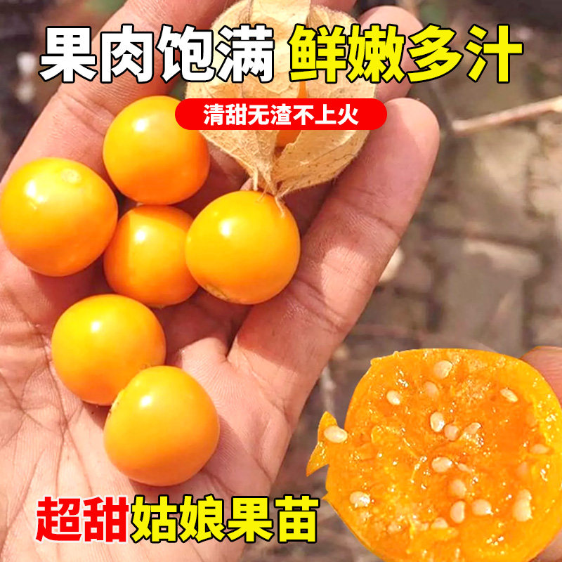 东北红姑娘果苗树大果超甜黄姑娘奇异水果秧苗阳台盆栽蔬菜苗秧苗