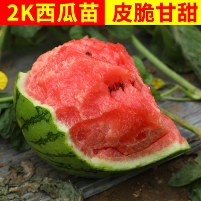 2k西瓜苗 秧苗秋季水果苗阳台盆栽小西瓜种子超甜西瓜苗秧嫁接