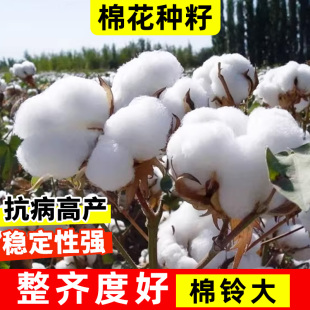 棉花种子抗虫高产夏季棉籽农用春播高抗病大田山东种孑北方种植