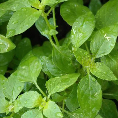 河南大叶荆芥种子苗孑小青菜带土带根盆栽籽种荆棘菜籽荆芥菜种籽