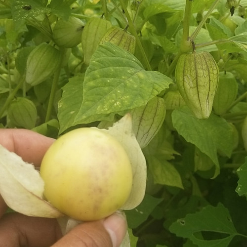 灯笼果种子红甜黄菇娘阳台菜苗